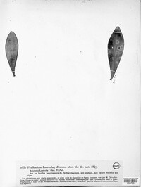 Phyllosticta laureolae image